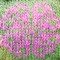 Kit tricot Brynja: vert + rose