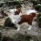 Smali le chien islandais