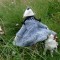 Smali le chien islandais et Olivia la poupée