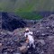 Smali le chien islandais
