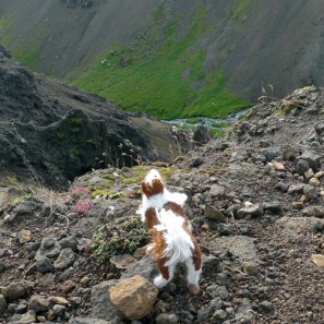 Smali le chien