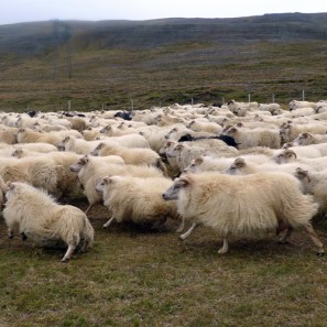 Tri des moutons