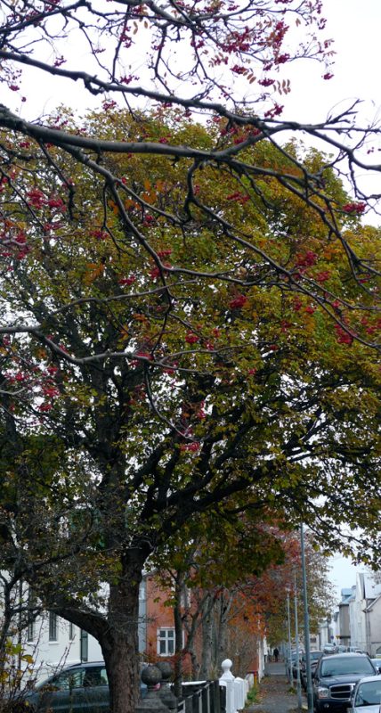 Tricoteuse d'Islande – Hélène Magnússon