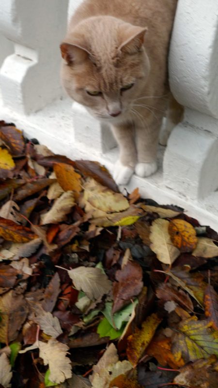 Tricoteuse d'Islande – Hélène Magnússon
