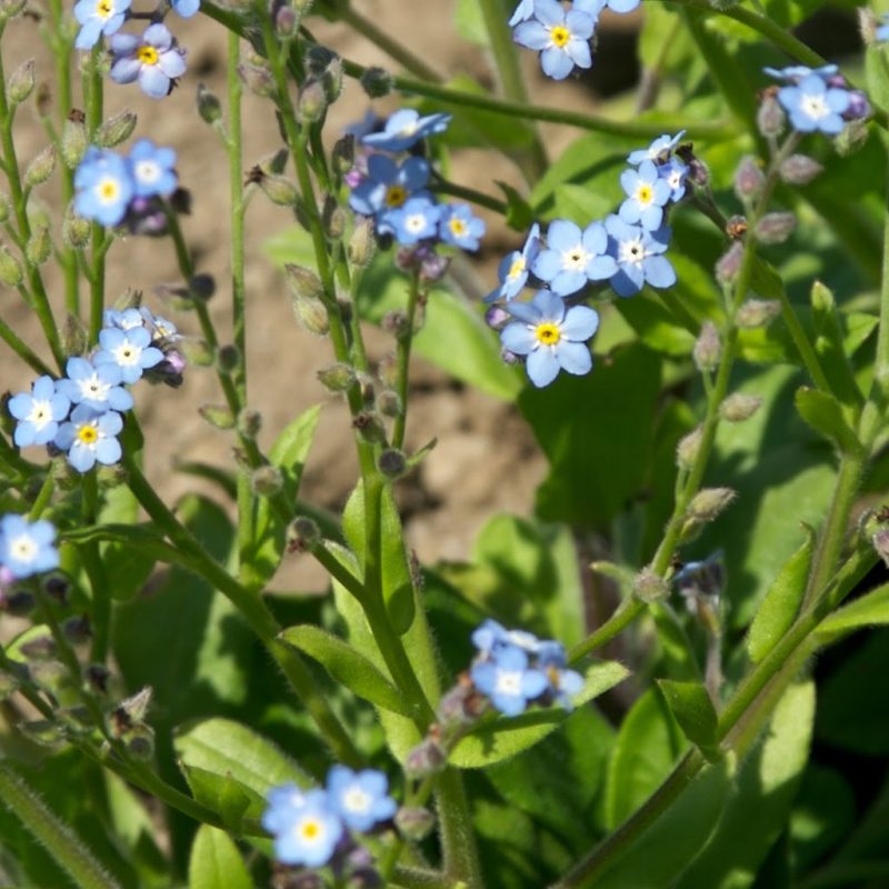 Tricoteuse d'Islande – Hélène Magnússon