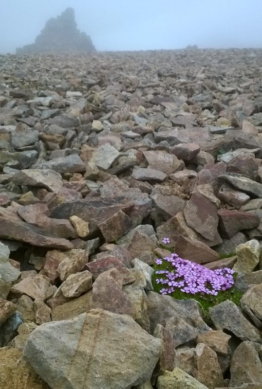 Tricoteuse d'Islande – Hélène Magnússon