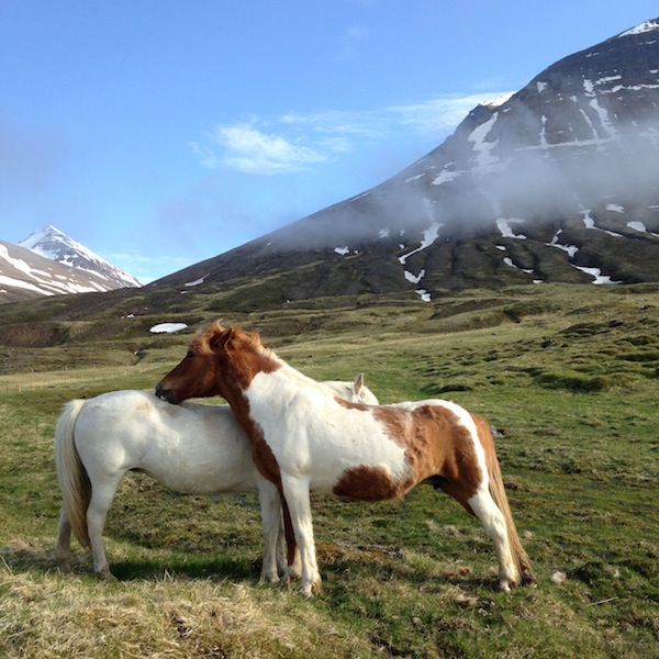 Tricoteuse d'Islande – Hélène Magnússon
