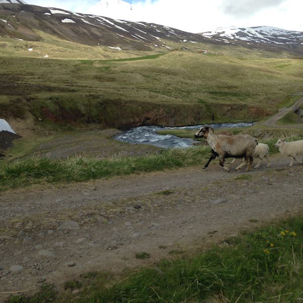Tricoteuse d'Islande – Hélène Magnússon