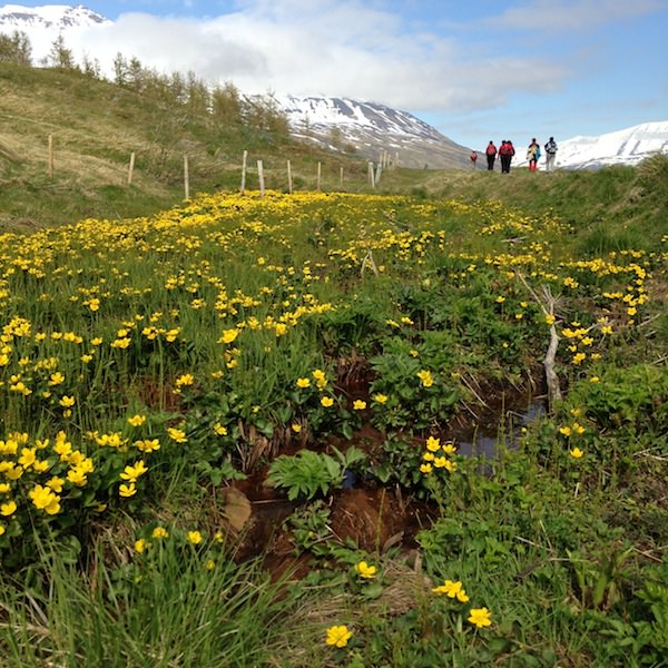 Tricoteuse d'Islande – Hélène Magnússon