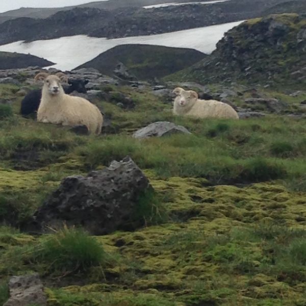 Tricoteuse d'Islande – Hélène Magnússon