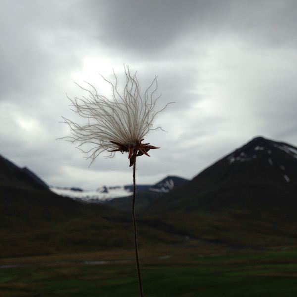 Tricoteuse d'Islande – Hélène Magnússon