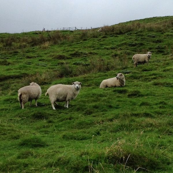 Tricoteuse d'Islande – Hélène Magnússon