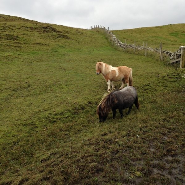 Tricoteuse d'Islande – Hélène Magnússon