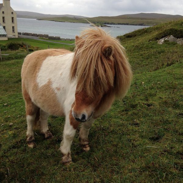 Tricoteuse d'Islande – Hélène Magnússon