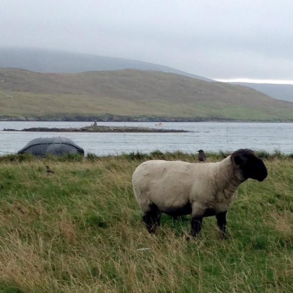 Tricoteuse d'Islande – Hélène Magnússon