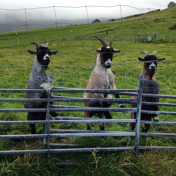 Tricoteuse d'Islande – Hélène Magnússon