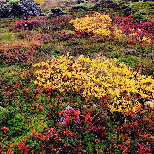 Tricoteuse d'Islande – Hélène Magnússon