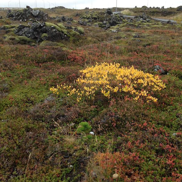 Tricoteuse d'Islande – Hélène Magnússon