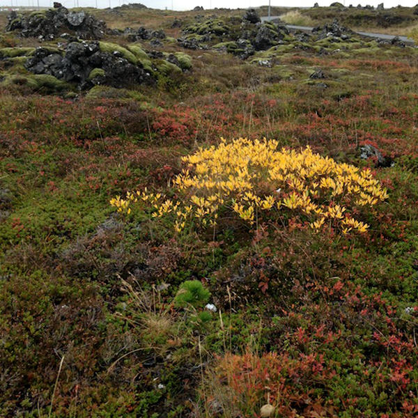 Tricoteuse d'Islande – Hélène Magnússon