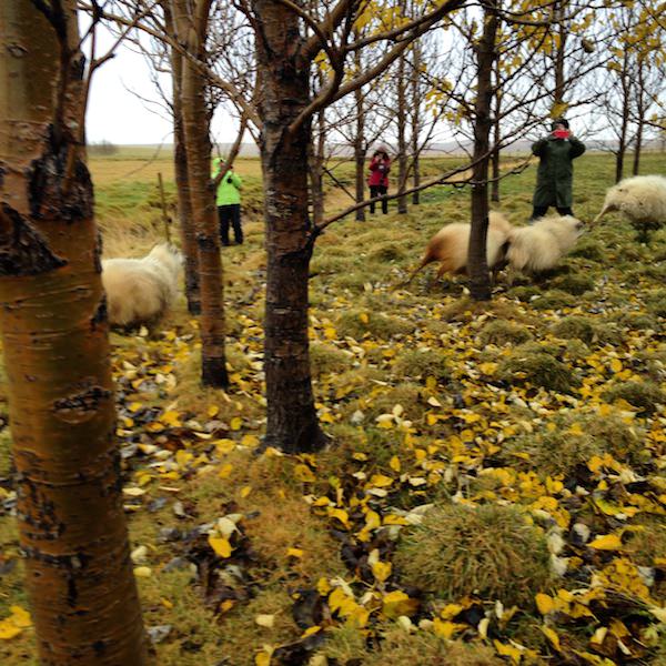 Tricoteuse d'Islande – Hélène Magnússon