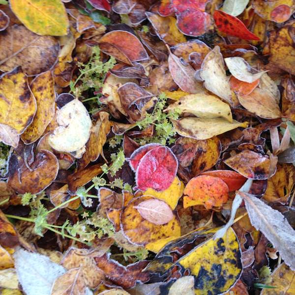 Tricoteuse d'Islande – Hélène Magnússon