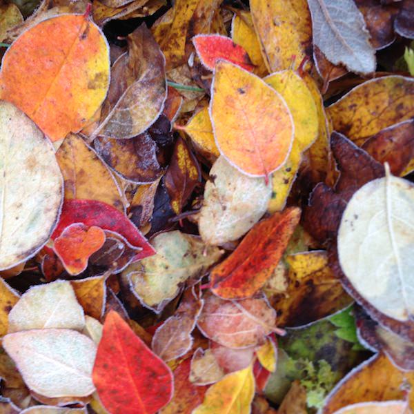 Tricoteuse d'Islande – Hélène Magnússon