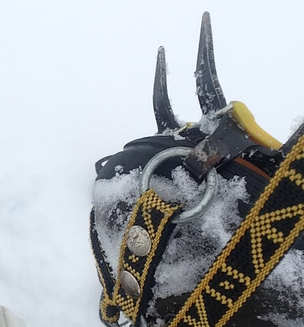 Tricoteuse d'Islande – Hélène Magnússon