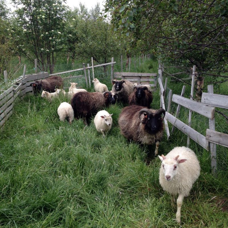 Tricoteuse d'Islande – Hélène Magnússon