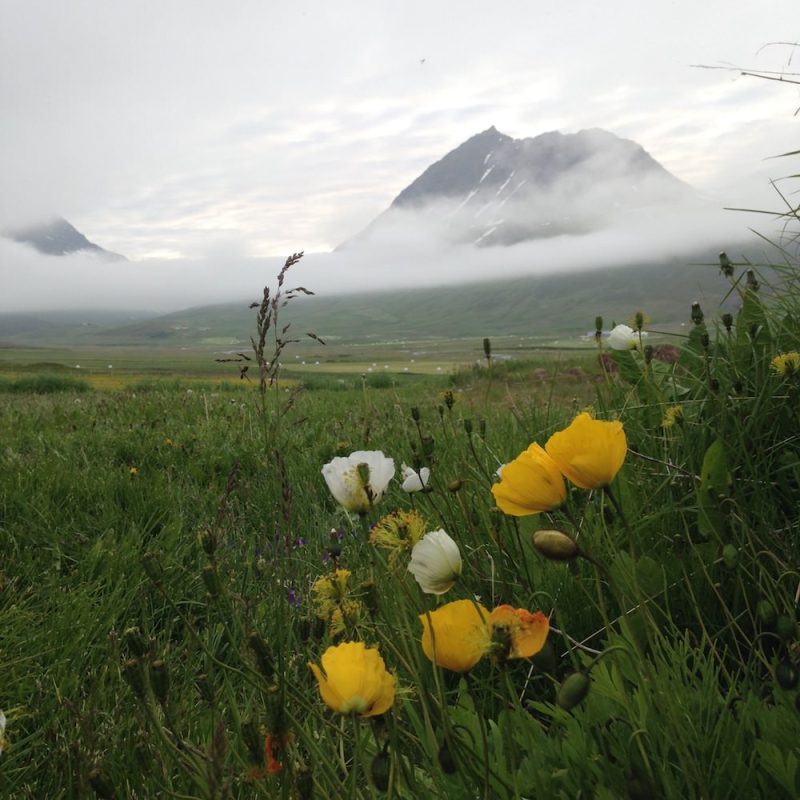 Tricoteuse d'Islande – Hélène Magnússon
