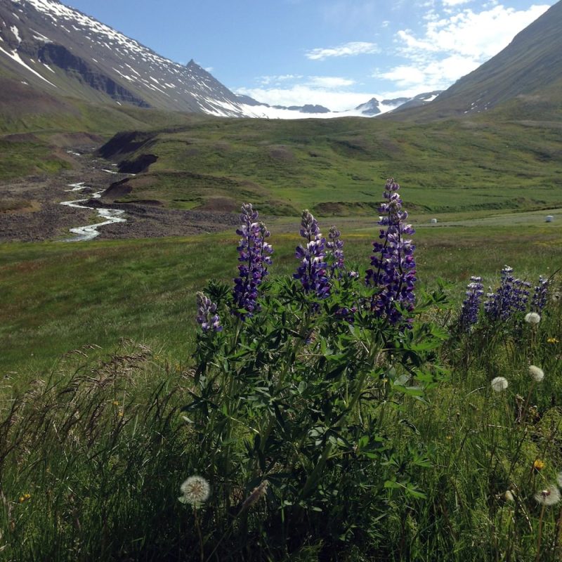 Tricoteuse d'Islande – Hélène Magnússon