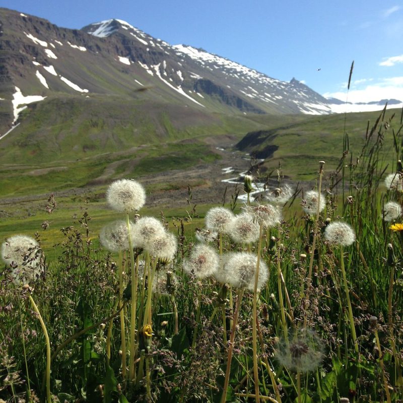 Tricoteuse d'Islande – Hélène Magnússon