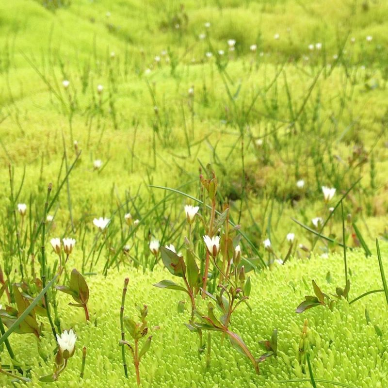 Tricoteuse d'Islande – Hélène Magnússon