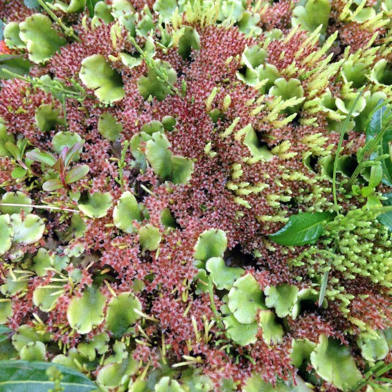 Tricoteuse d'Islande – Hélène Magnússon