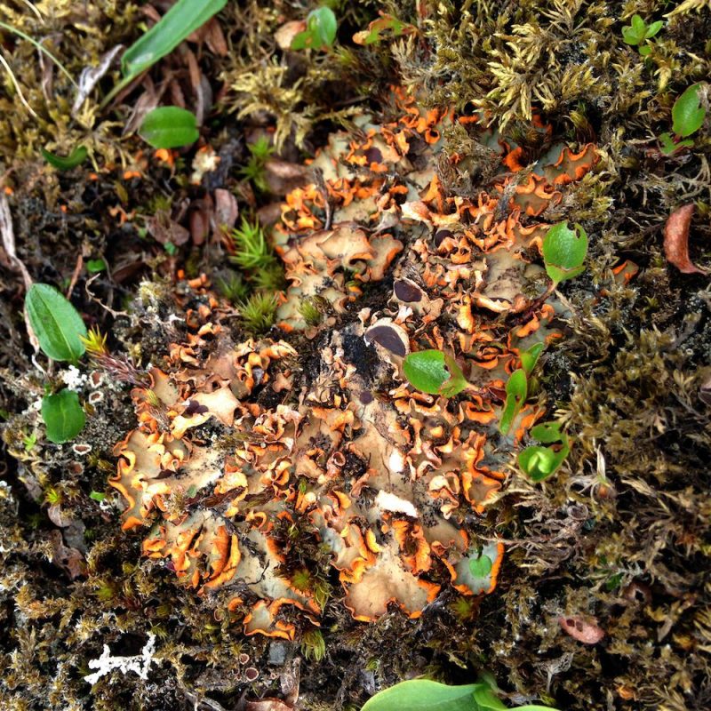 Tricoteuse d'Islande – Hélène Magnússon