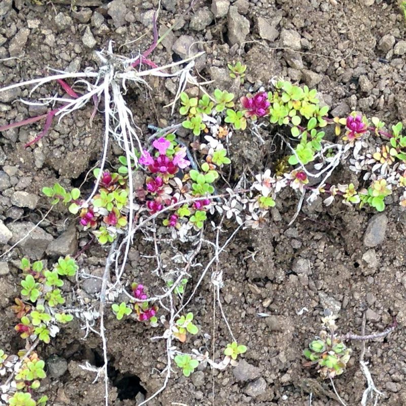 Tricoteuse d'Islande – Hélène Magnússon