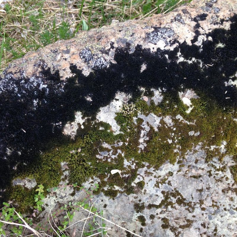 Tricoteuse d'Islande – Hélène Magnússon