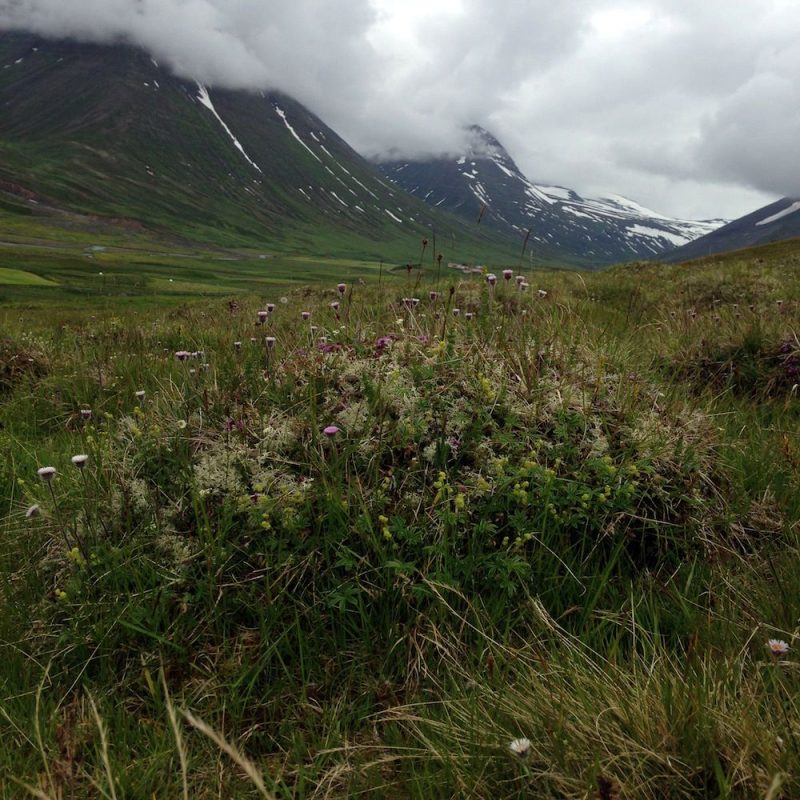 Tricoteuse d'Islande – Hélène Magnússon