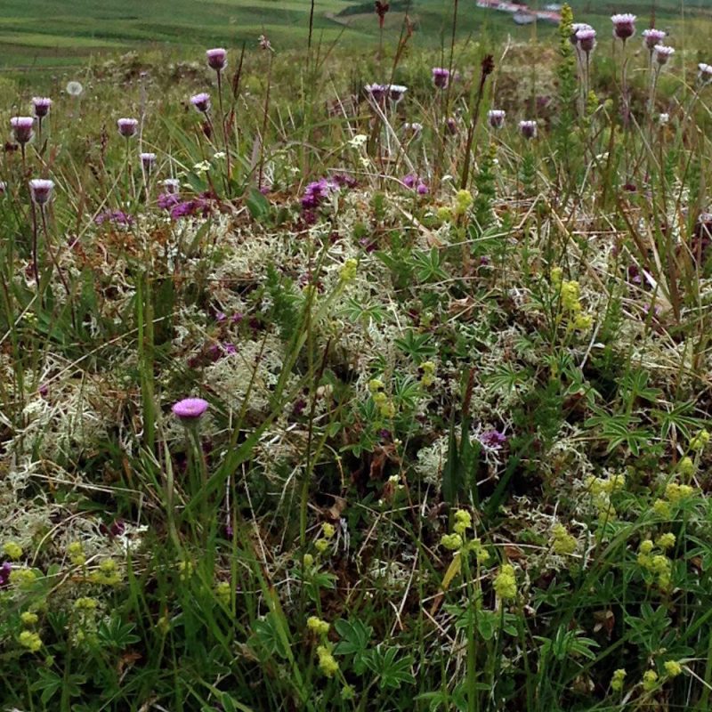 Tricoteuse d'Islande – Hélène Magnússon