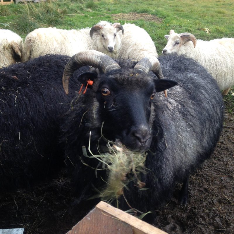 Tricoteuse d'Islande – Hélène Magnússon