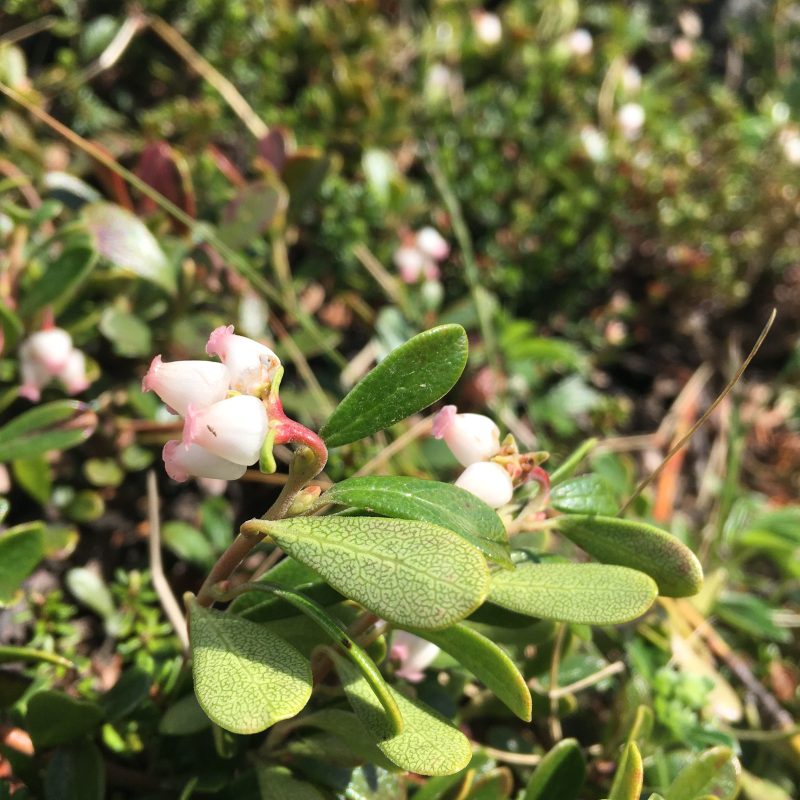 Tricoteuse d'Islande – Hélène Magnússon