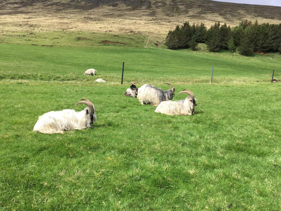 Tricoteuse d'Islande – Hélène Magnússon