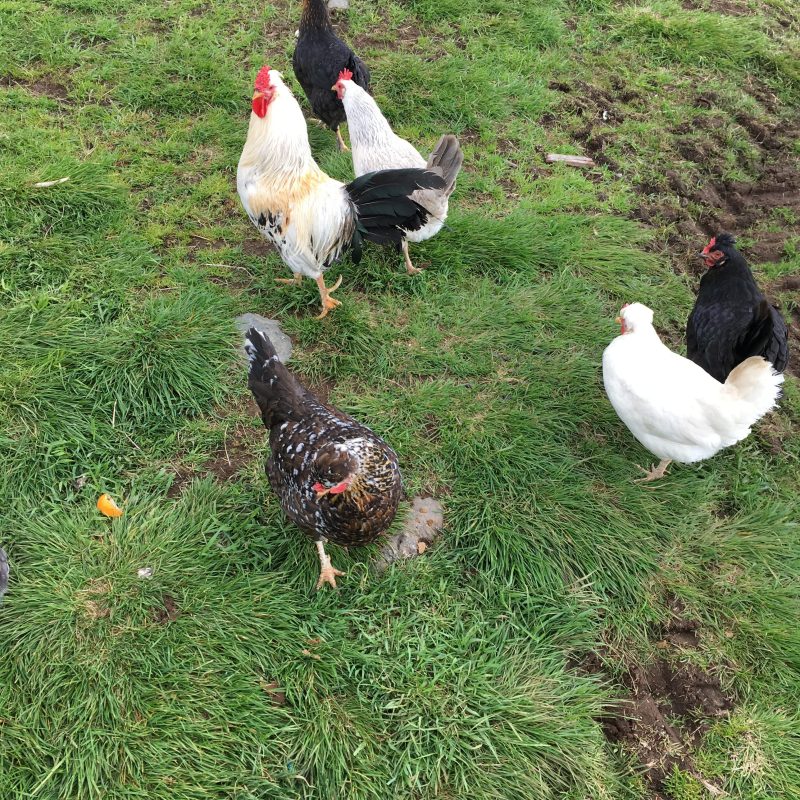 Tricoteuse d'Islande – Hélène Magnússon