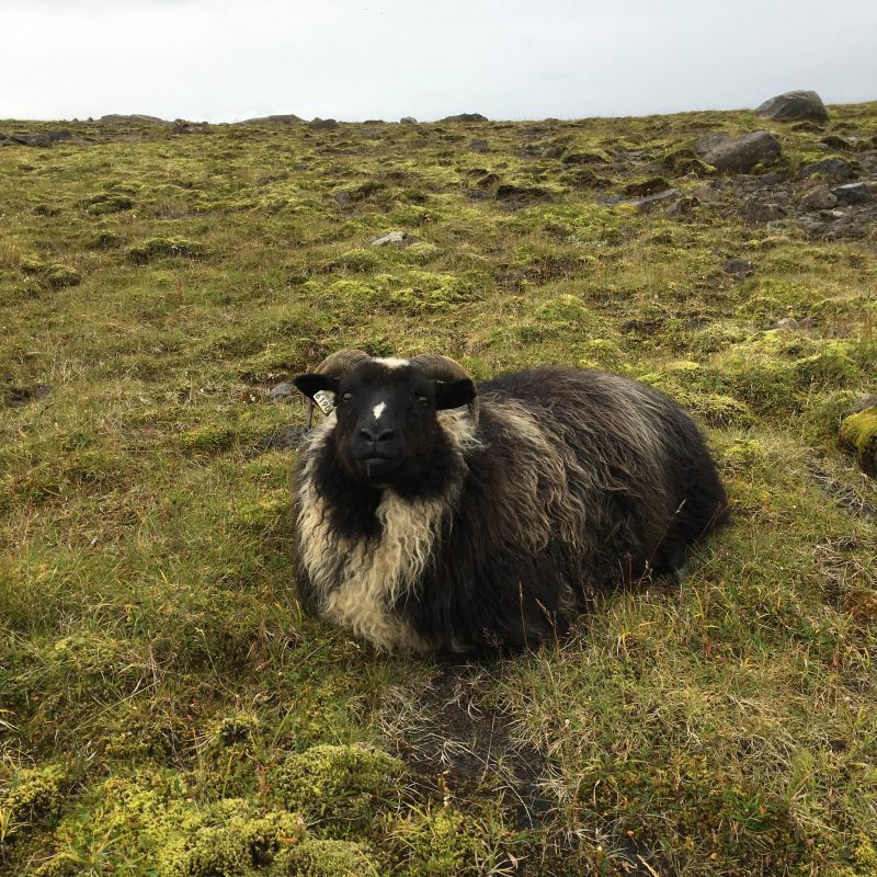 Tricoteuse d'Islande – Hélène Magnússon