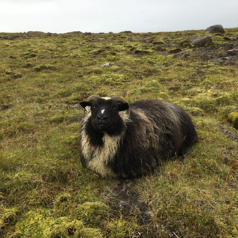Tricoteuse d'Islande – Hélène Magnússon