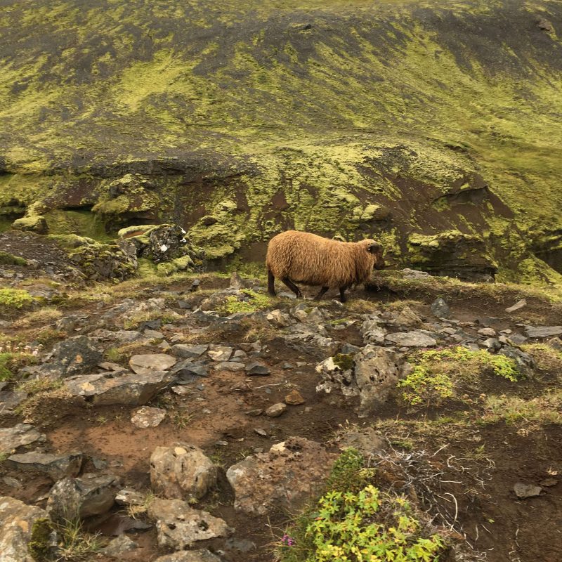 Tricoteuse d'Islande – Hélène Magnússon
