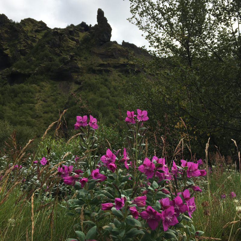 Tricoteuse d'Islande – Hélène Magnússon