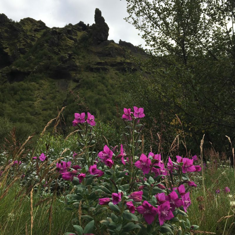 Tricoteuse d'Islande – Hélène Magnússon