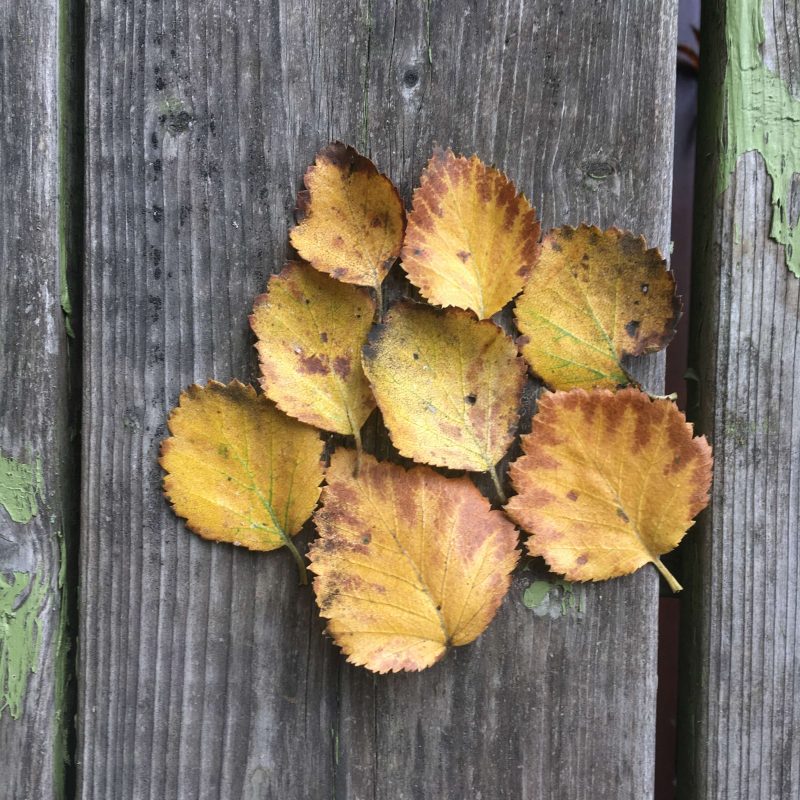 Tricoteuse d'Islande – Hélène Magnússon
