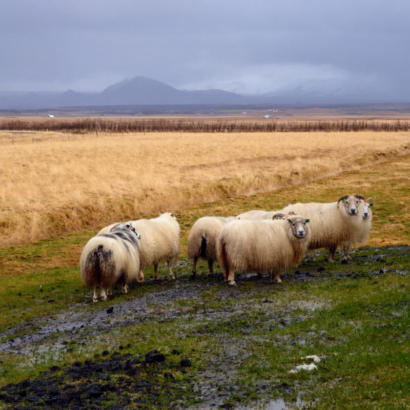 Tricoteuse d'Islande – Hélène Magnússon