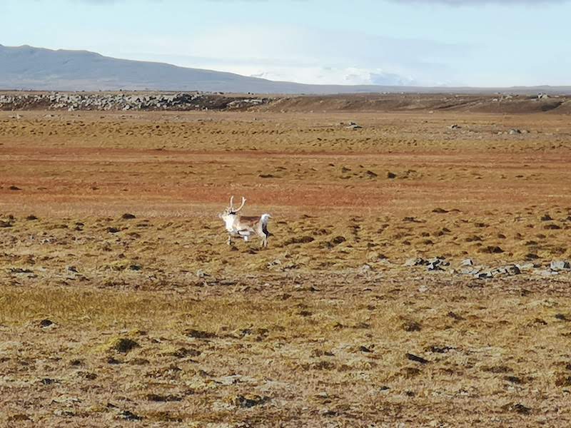 Tricoteuse d'Islande – Hélène Magnússon